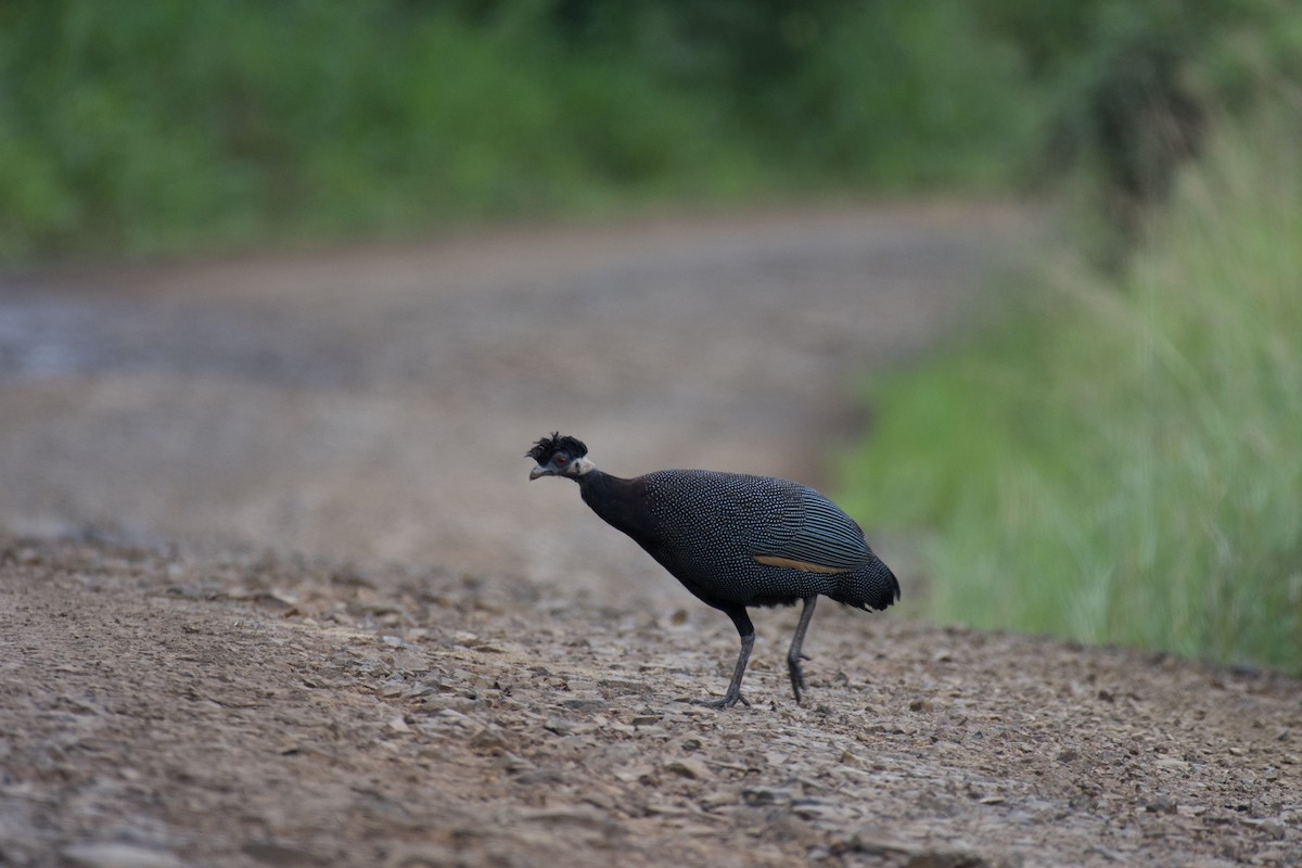 Southern Crested Guineafowl - ML546838261