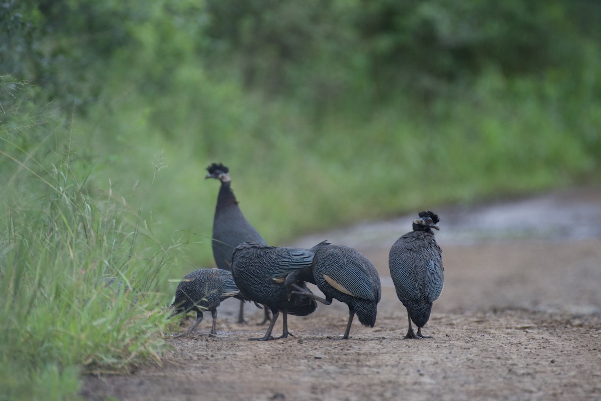 Southern Crested Guineafowl - ML546838281
