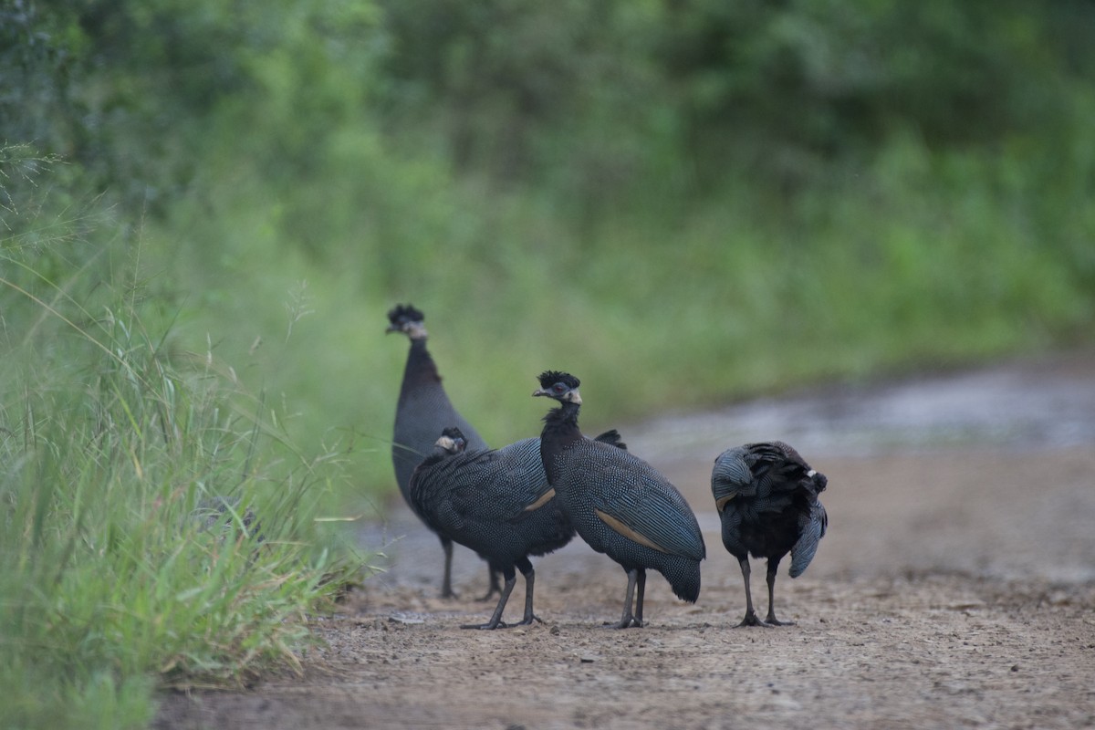 Southern Crested Guineafowl - ML546838291