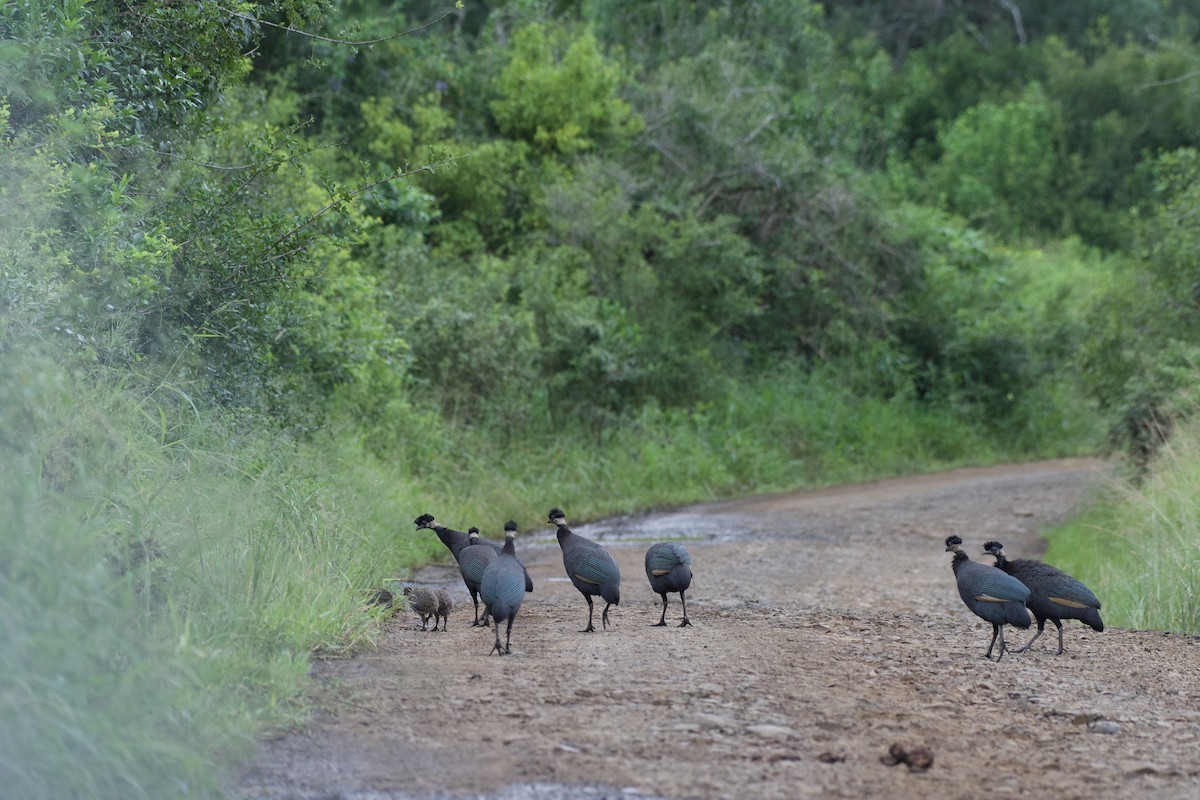 Southern Crested Guineafowl - ML546838301