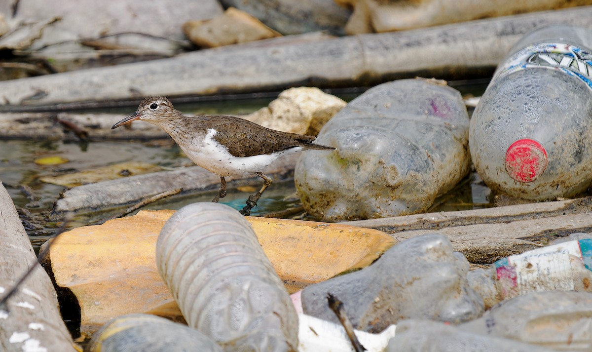 Spotted Sandpiper - ML546839271