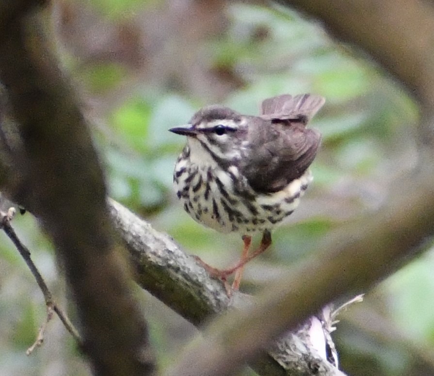 Louisiana Waterthrush - ML546840291