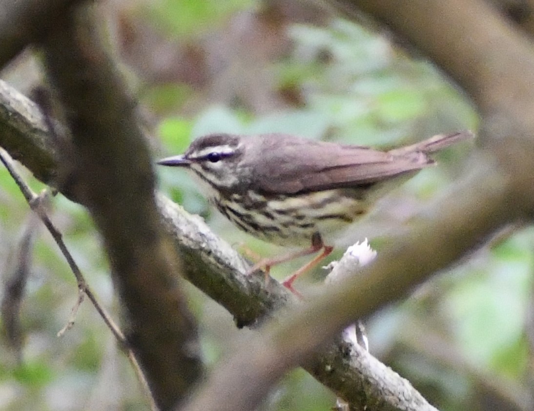 Louisiana Waterthrush - ML546840301