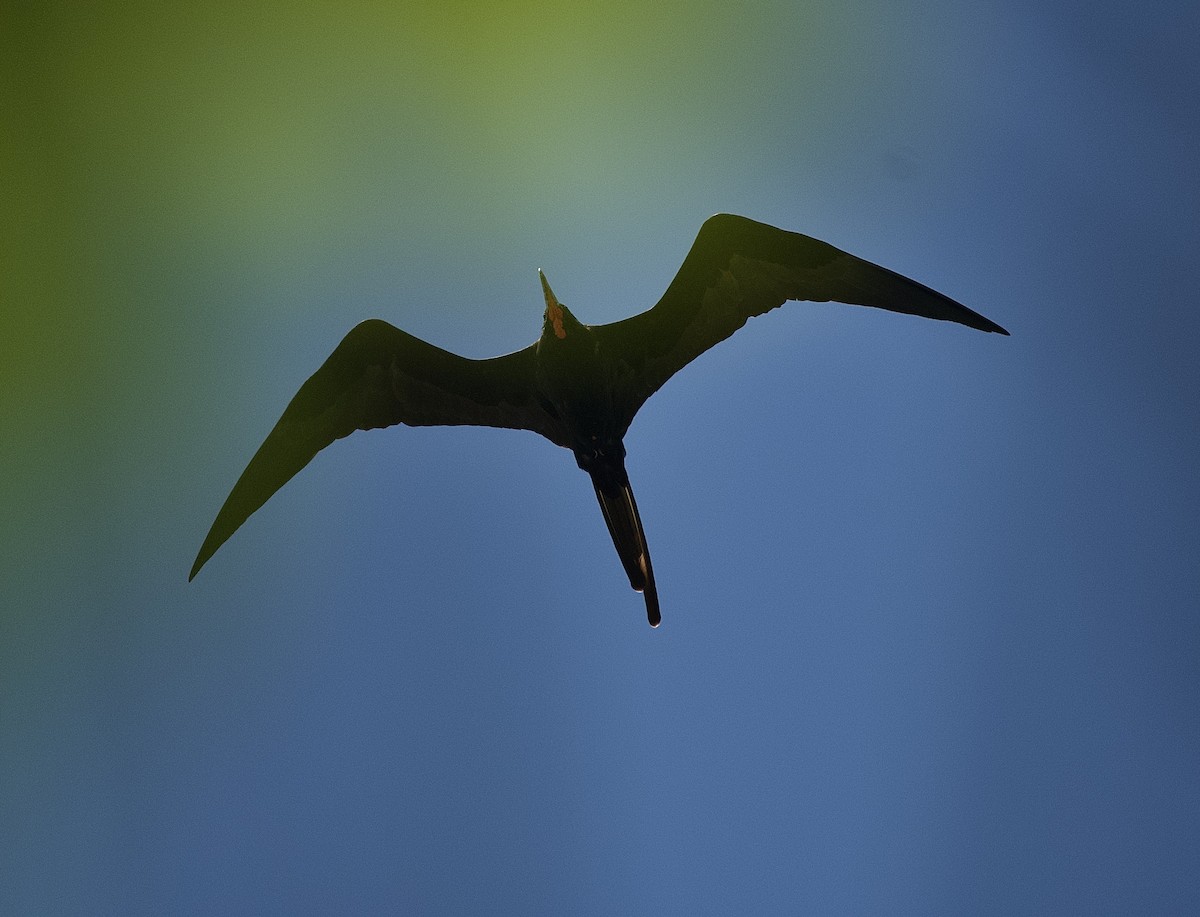 Magnificent Frigatebird - ML546840581