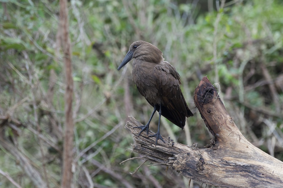 Hamerkop - ML546841461