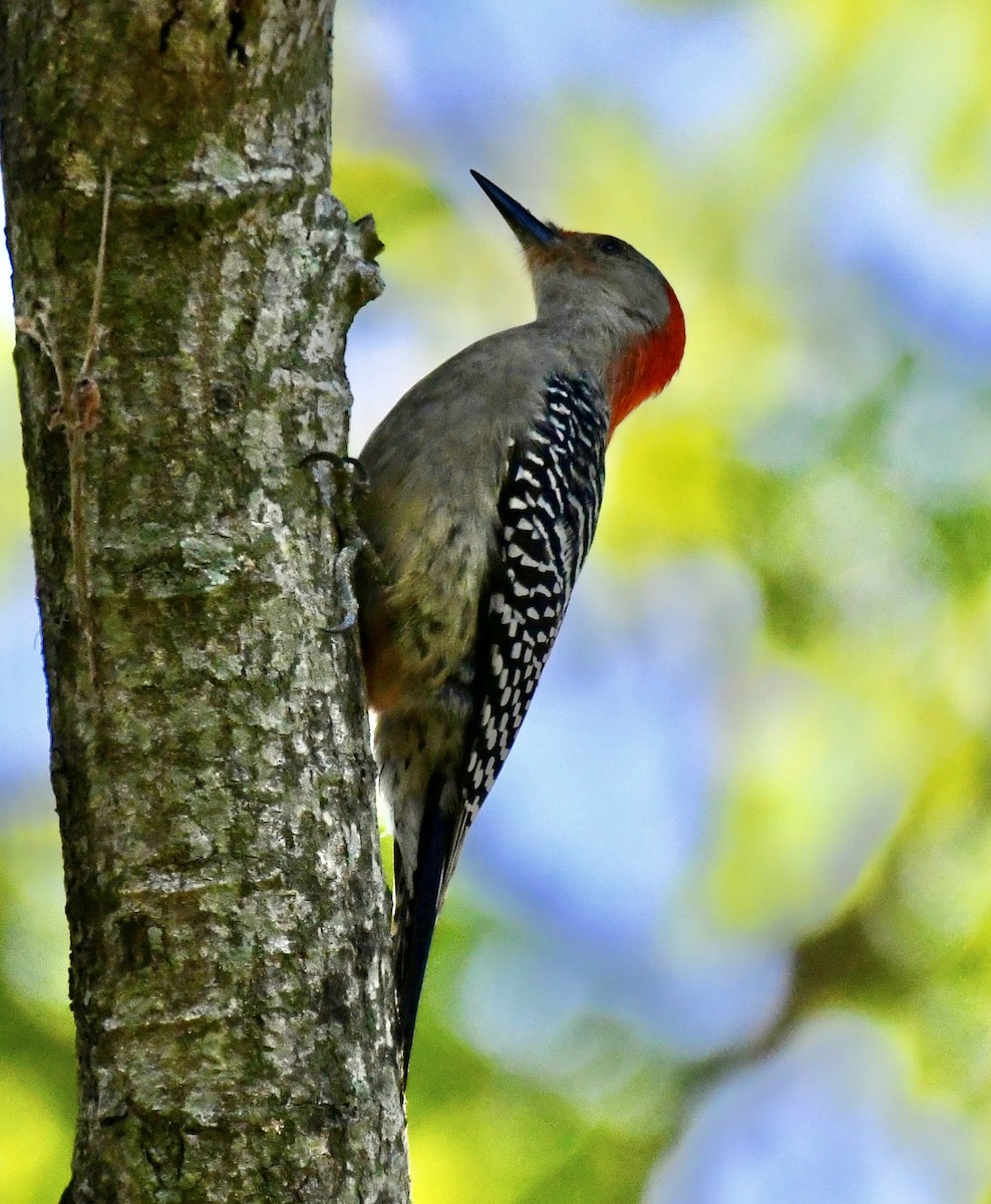 Red-bellied Woodpecker - ML546842241