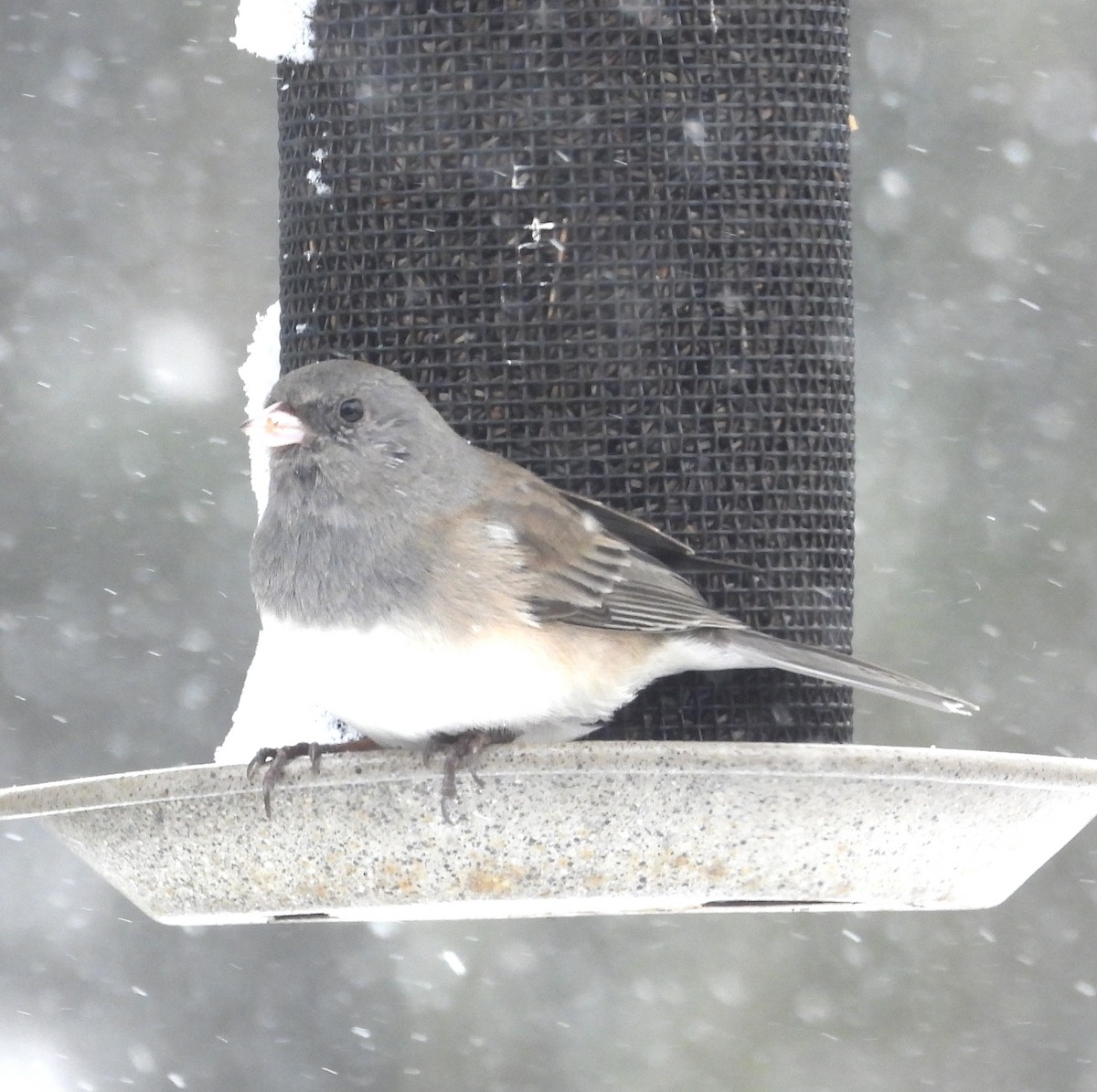 Dark-eyed Junco - ML546842571