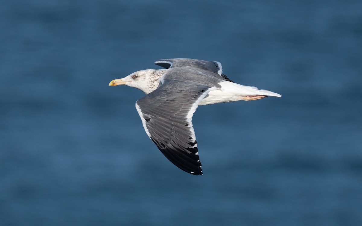 Lesser Black-backed Gull (Heuglin's) - ML546842581