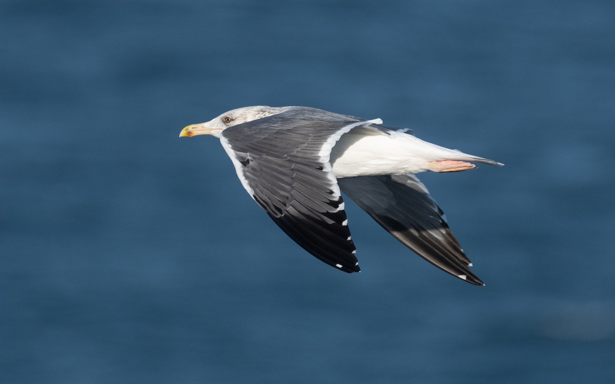Lesser Black-backed Gull (Heuglin's) - ML546842591