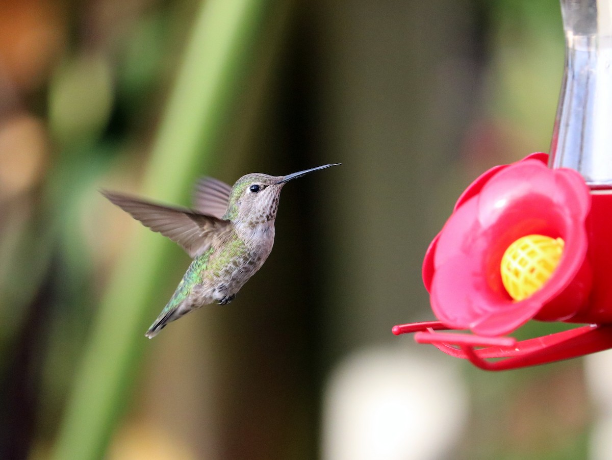 Anna's Hummingbird - Ryan Winkleman