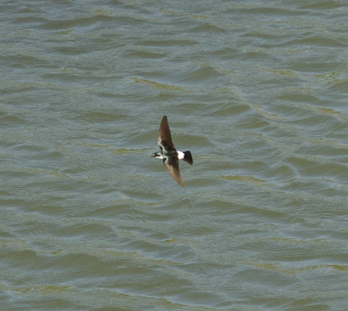 Mangrove Swallow - ML546843441