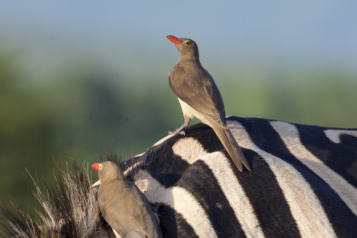 Red-billed Oxpecker - ML546844771