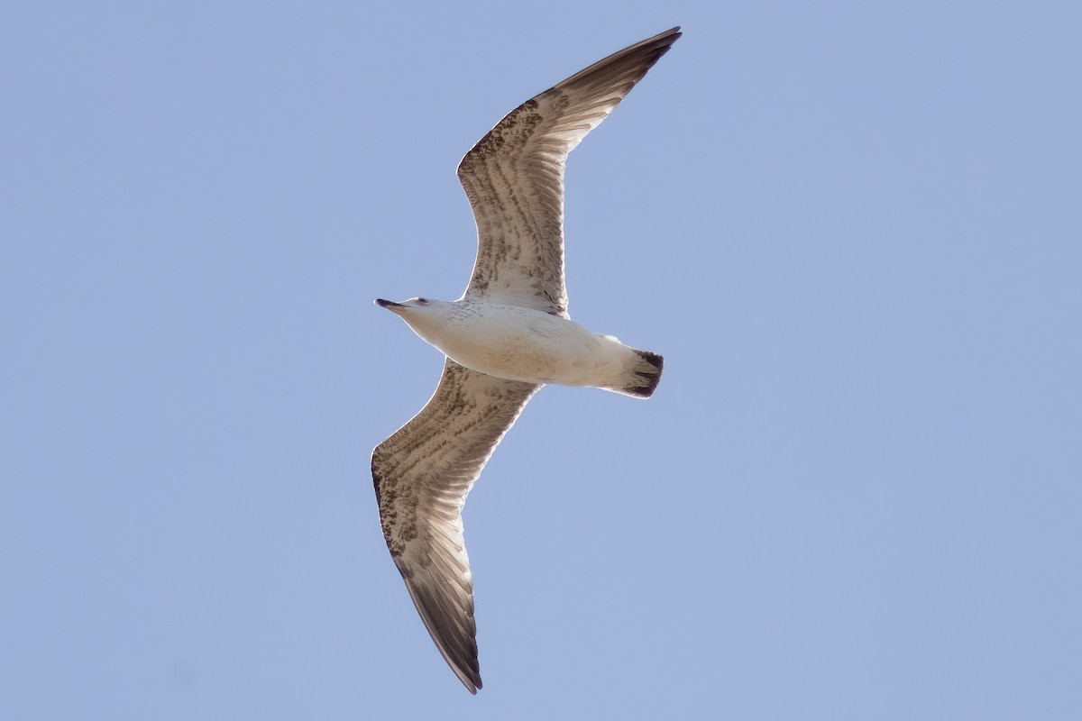 Yellow-legged Gull - Anonymous