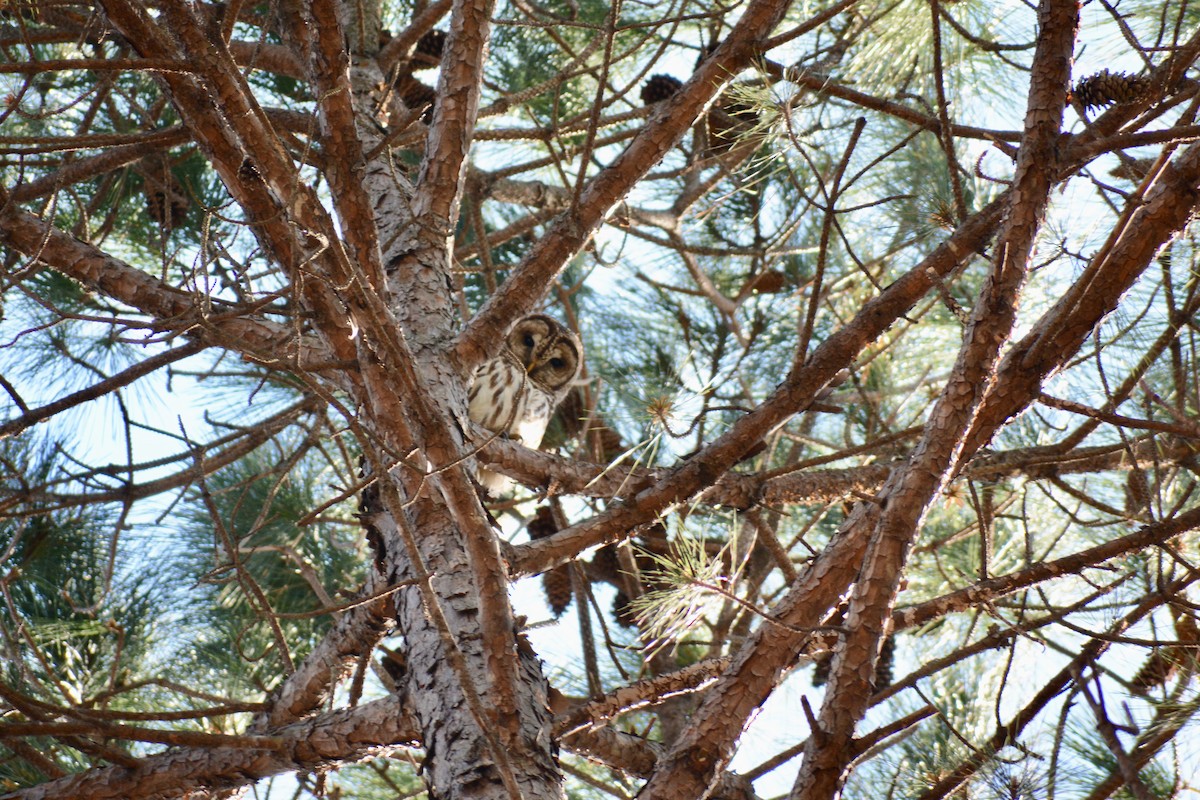 Barred Owl - ML546845191