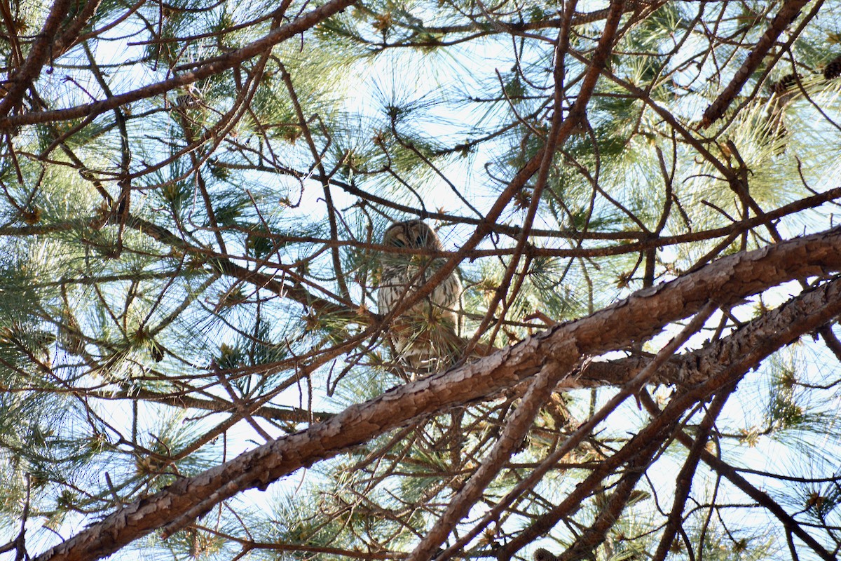 Barred Owl - ML546845201
