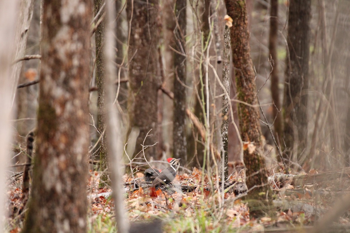 Pileated Woodpecker - ML546845811