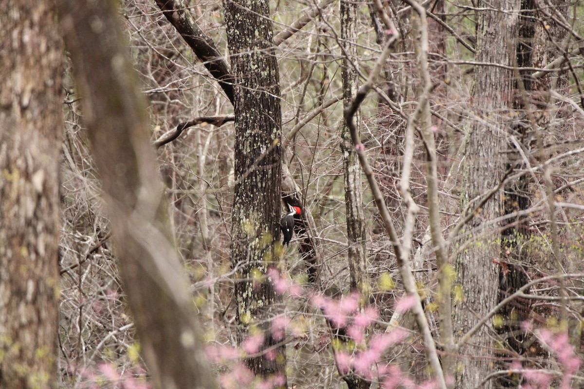 Pileated Woodpecker - Jennifer Aiton