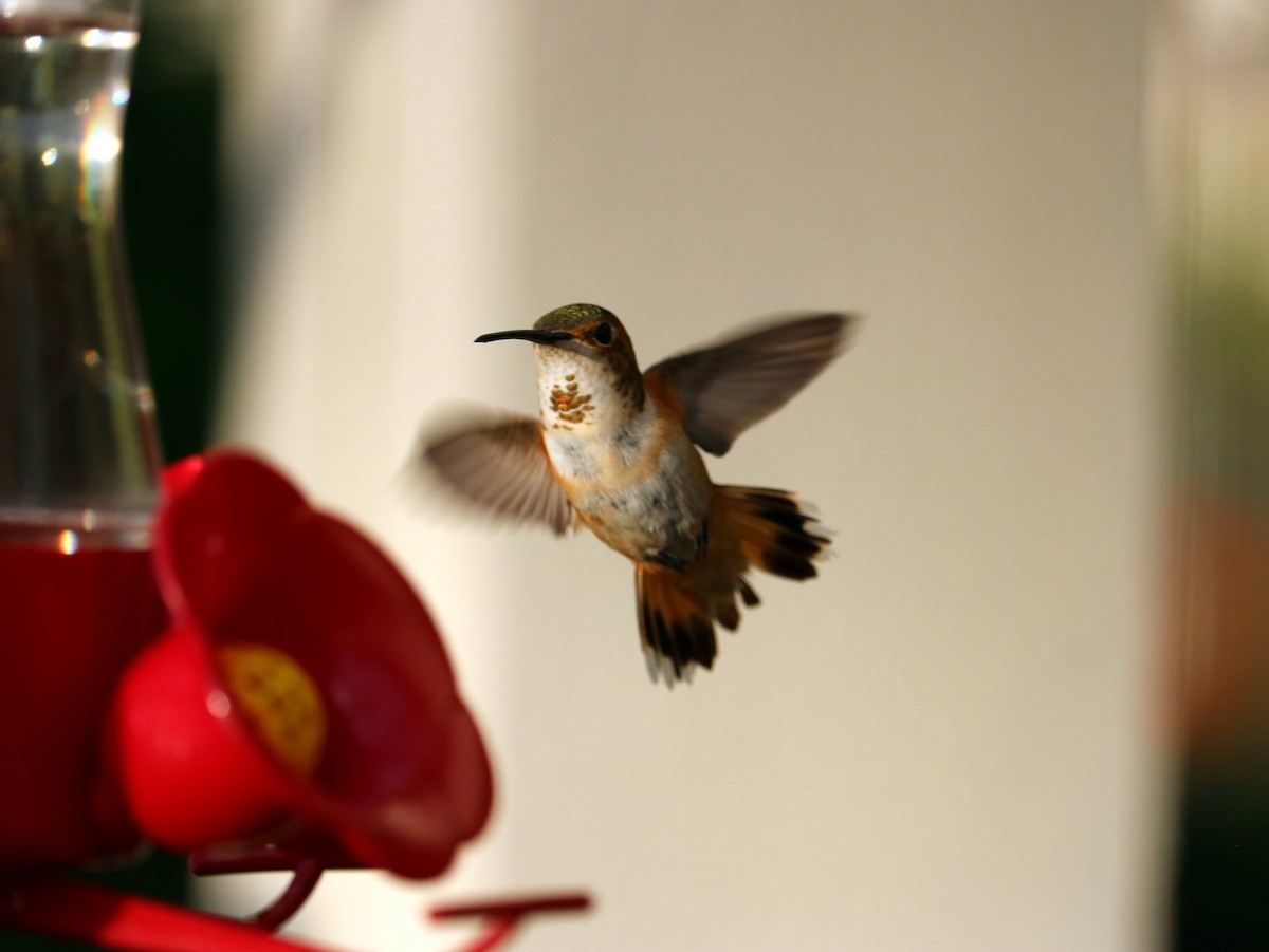 Rufous Hummingbird - ML54684601