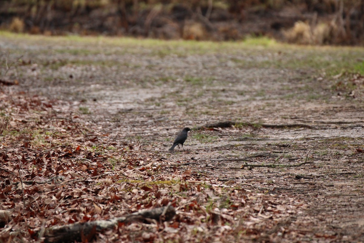 Rusty Blackbird - ML546846131