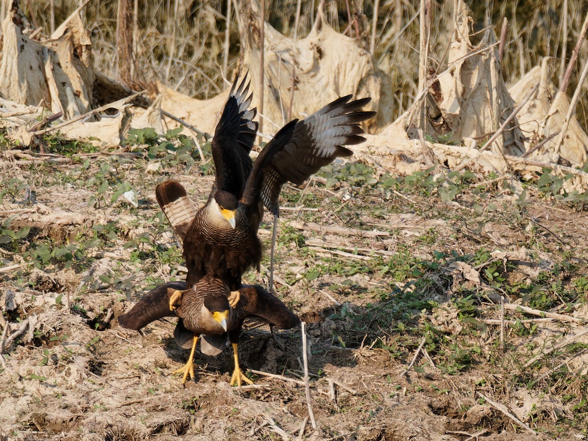 Crested Caracara (Southern) - ML546846341