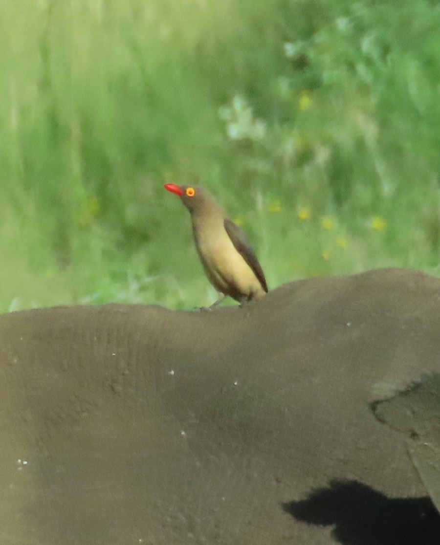 Red-billed Oxpecker - ML546847311