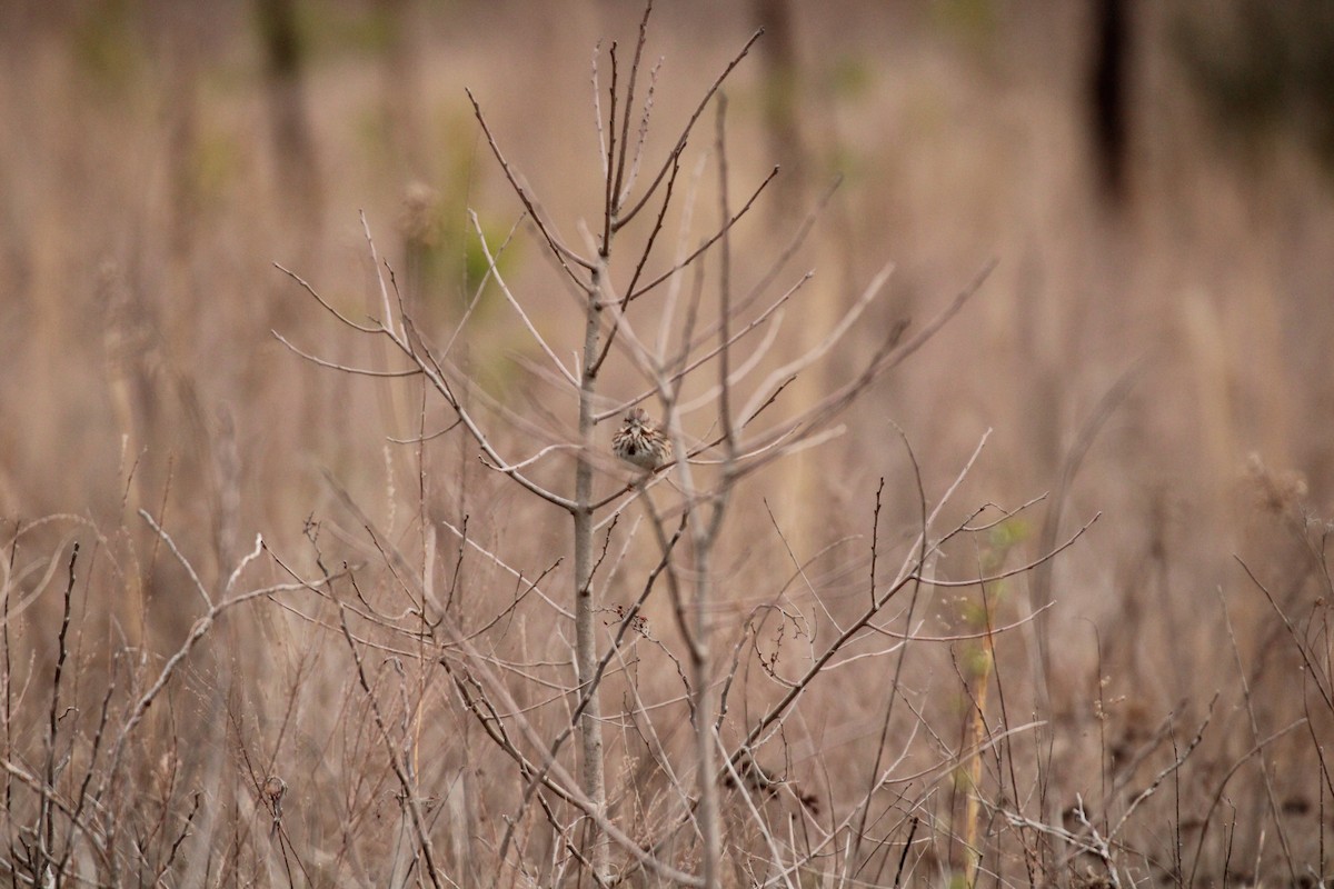 Song Sparrow - ML546848081