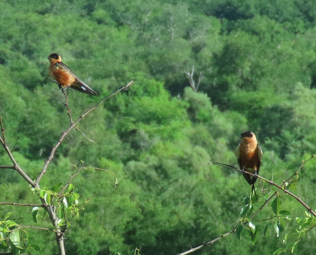 Rufous-chested Swallow - ML546848111