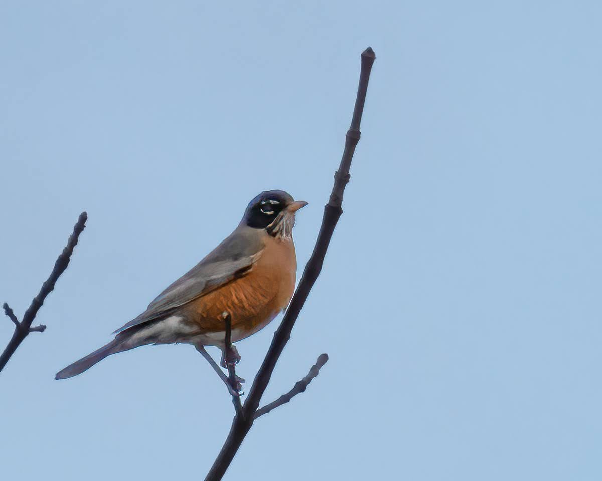 American Robin - ML546848741