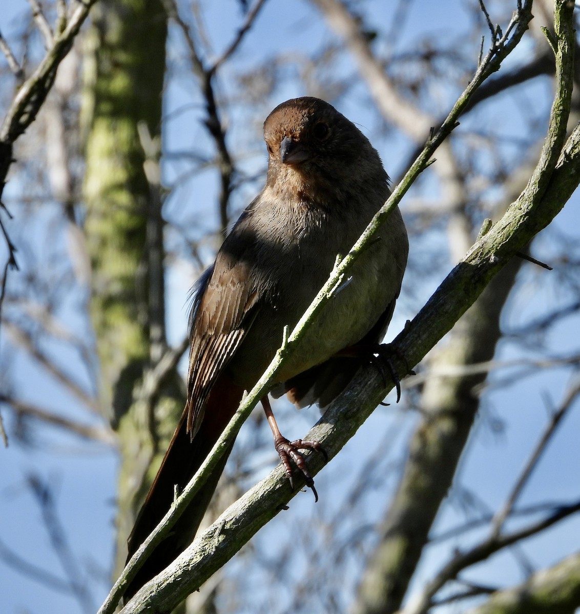 California Towhee - ML546848821