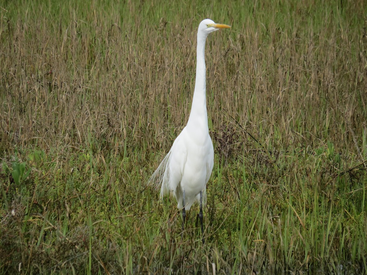 Great Egret - ML546848871