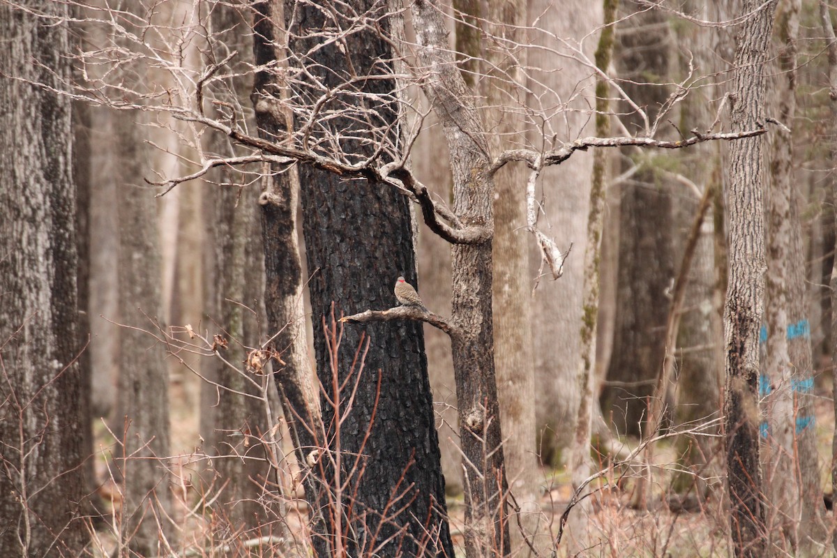 Northern Flicker - ML546849031