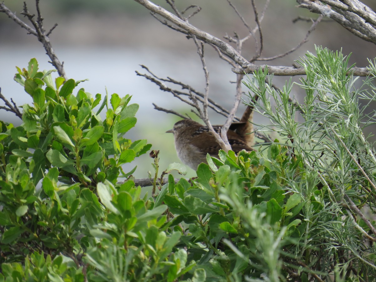 Marsh Wren - ML546849151