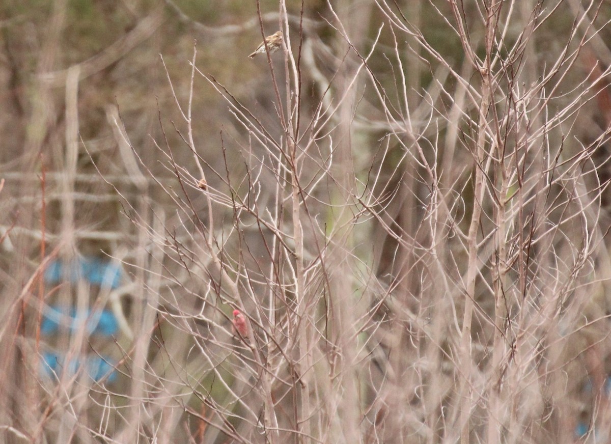 Purple Finch - ML546850541