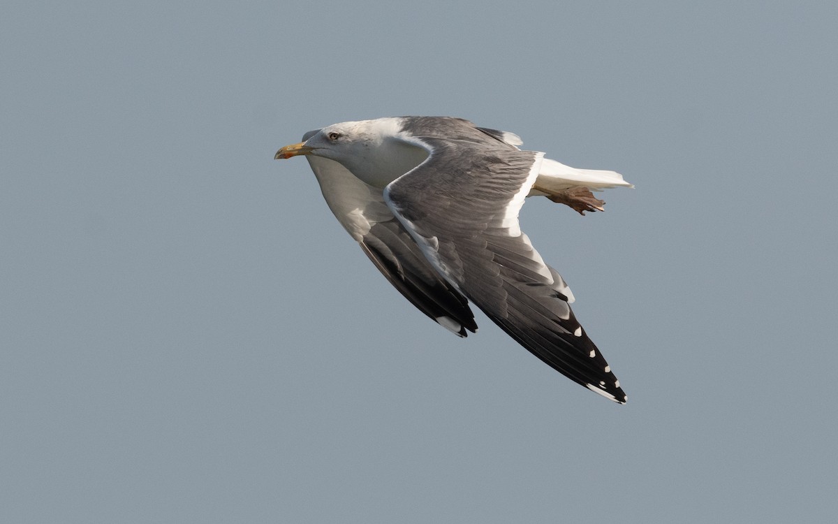 Lesser Black-backed Gull (Heuglin's) - ML546853521