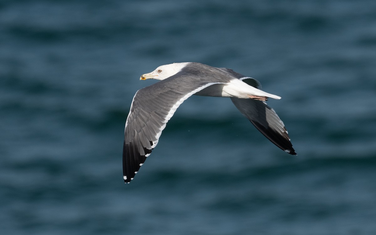 Lesser Black-backed Gull (Heuglin's) - ML546853531