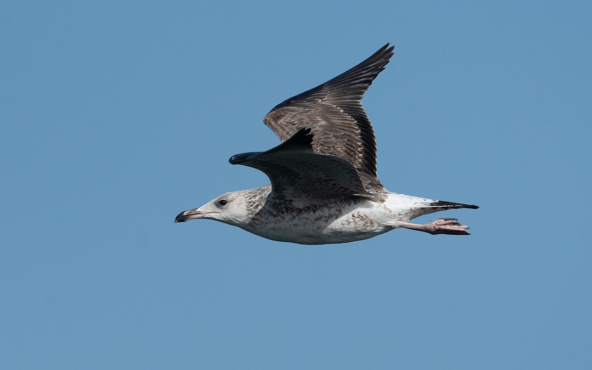 Lesser Black-backed Gull (Heuglin's) - ML546853541