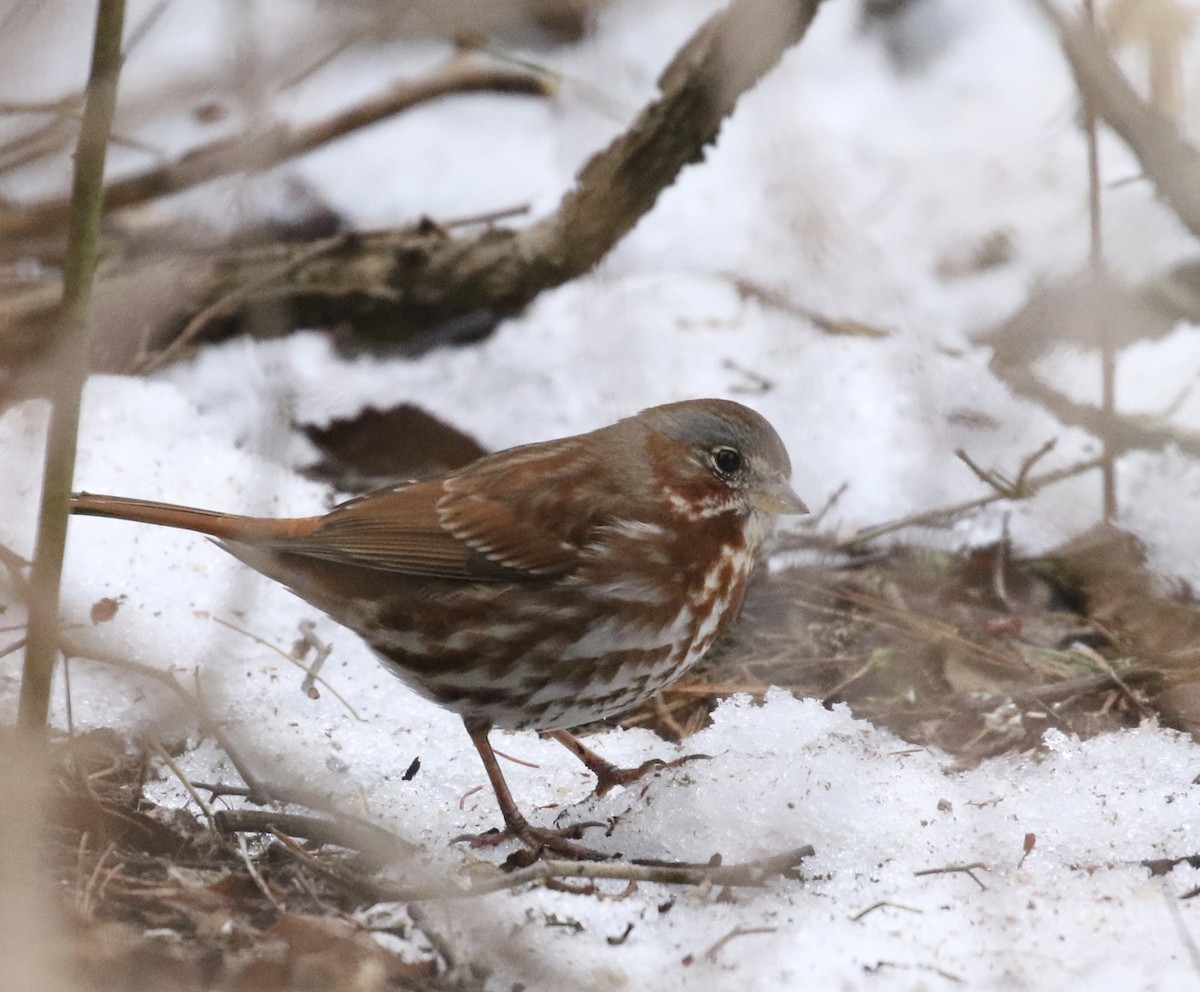 Fox Sparrow - ML546853651