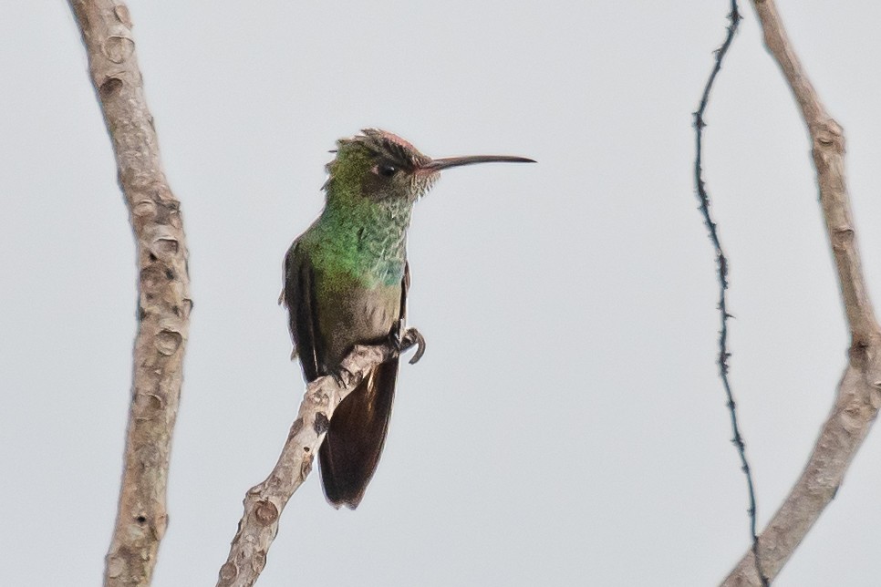 Scaly-breasted Hummingbird - ML546854181