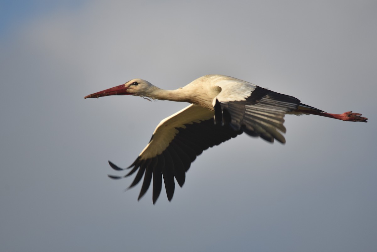 White Stork - ML546854591