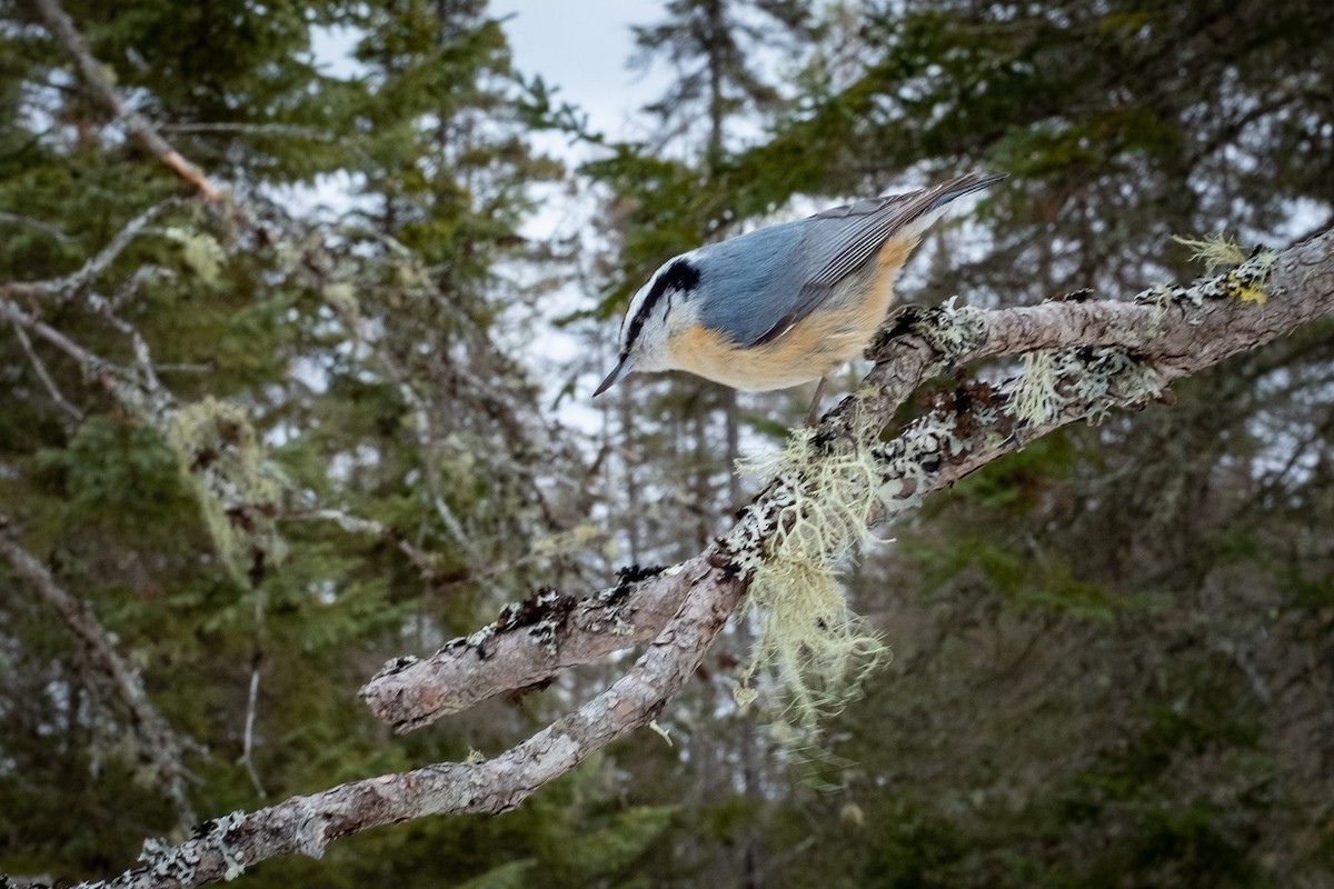 Red-breasted Nuthatch - ML546854761