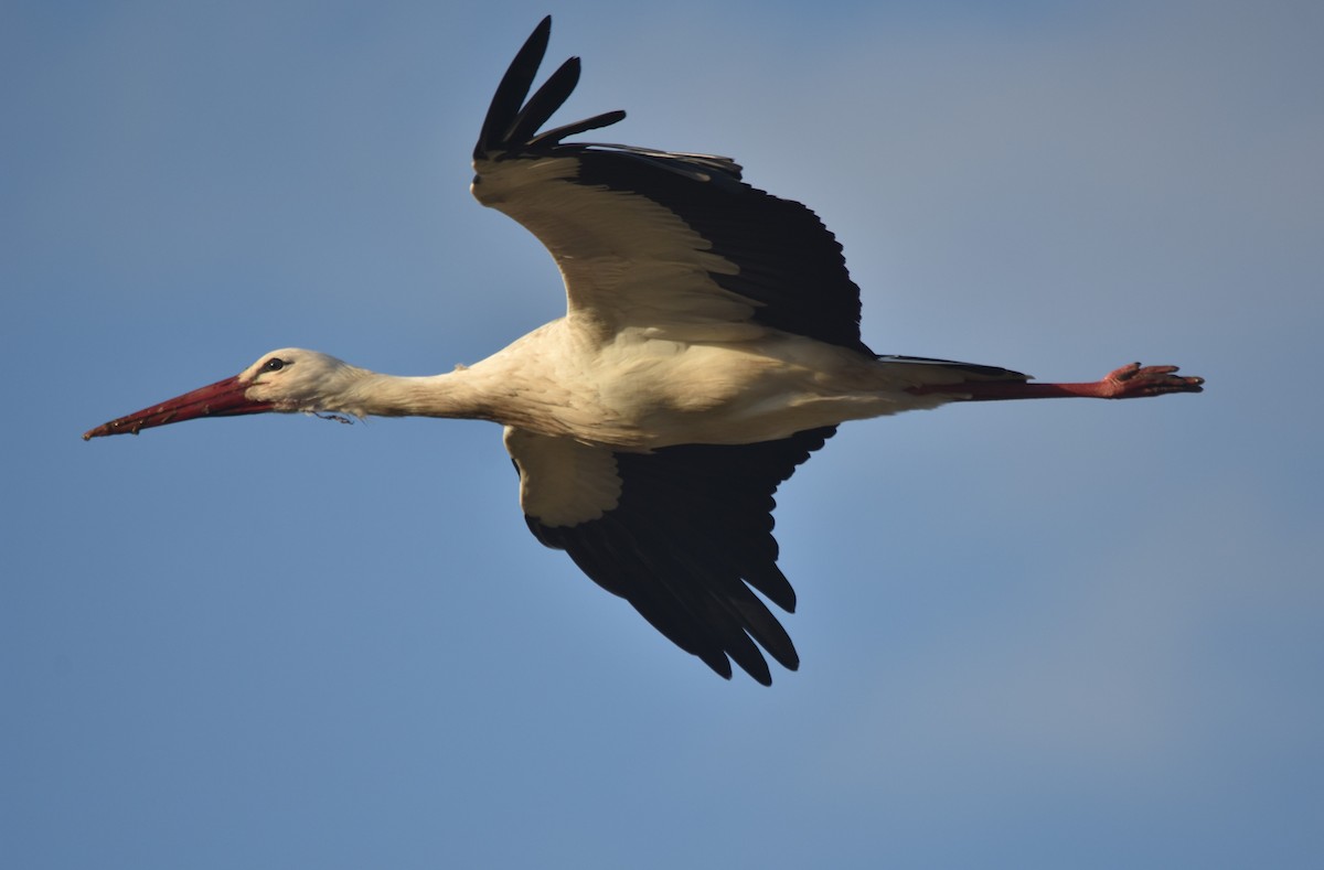 White Stork - ML546854961