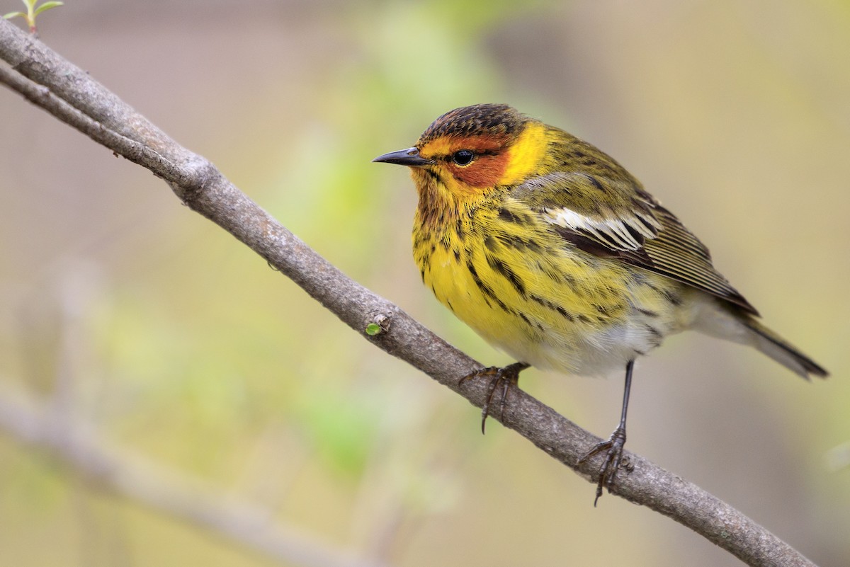 Cape May Warbler - Michael Stubblefield