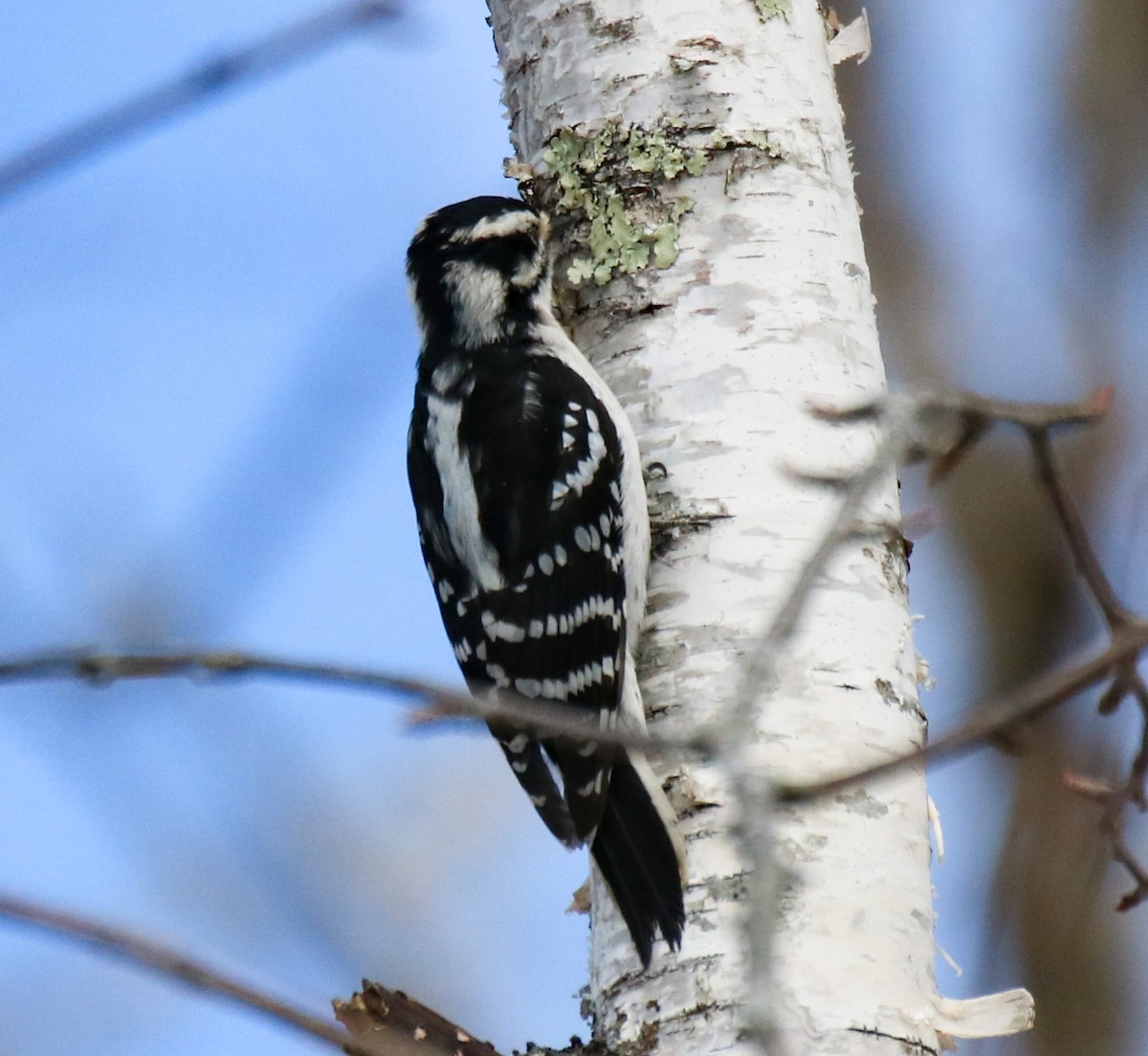 Downy Woodpecker - ML546856391