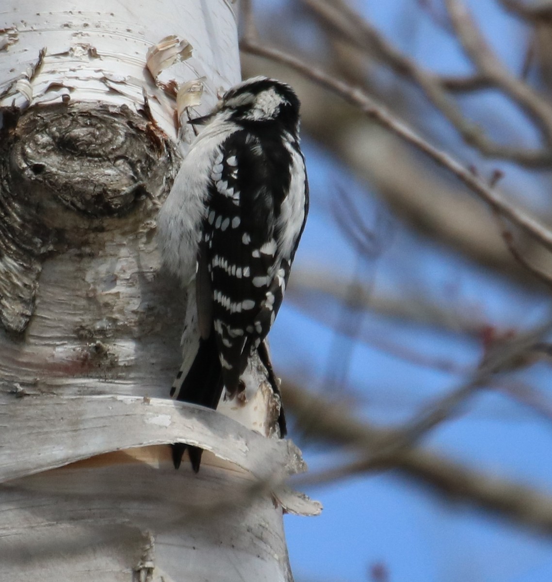 Downy Woodpecker - ML546856411