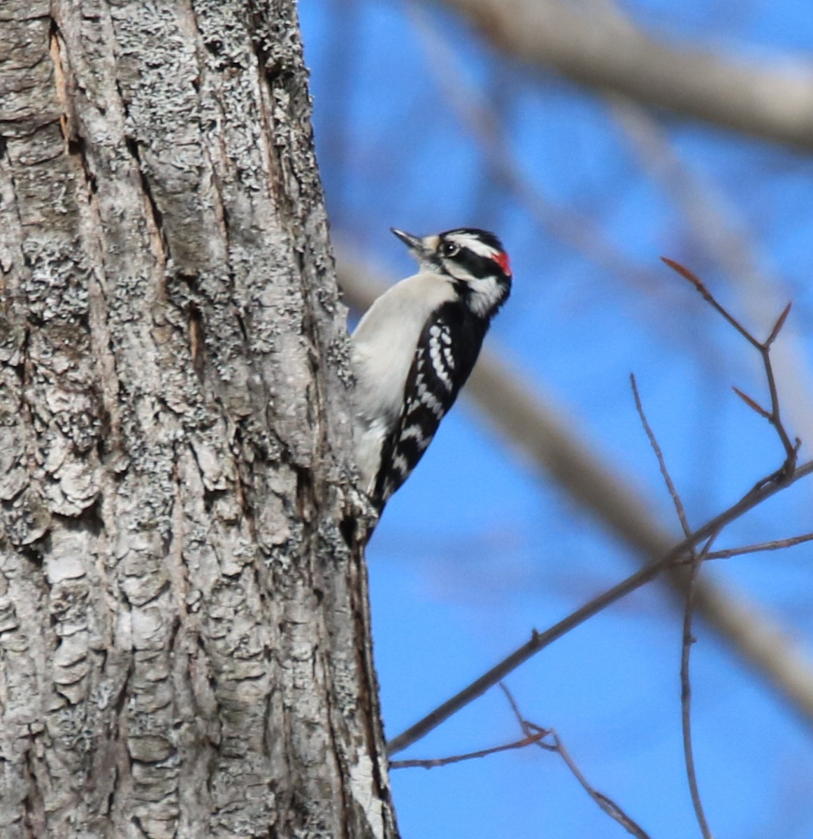 Downy Woodpecker - ML546856421