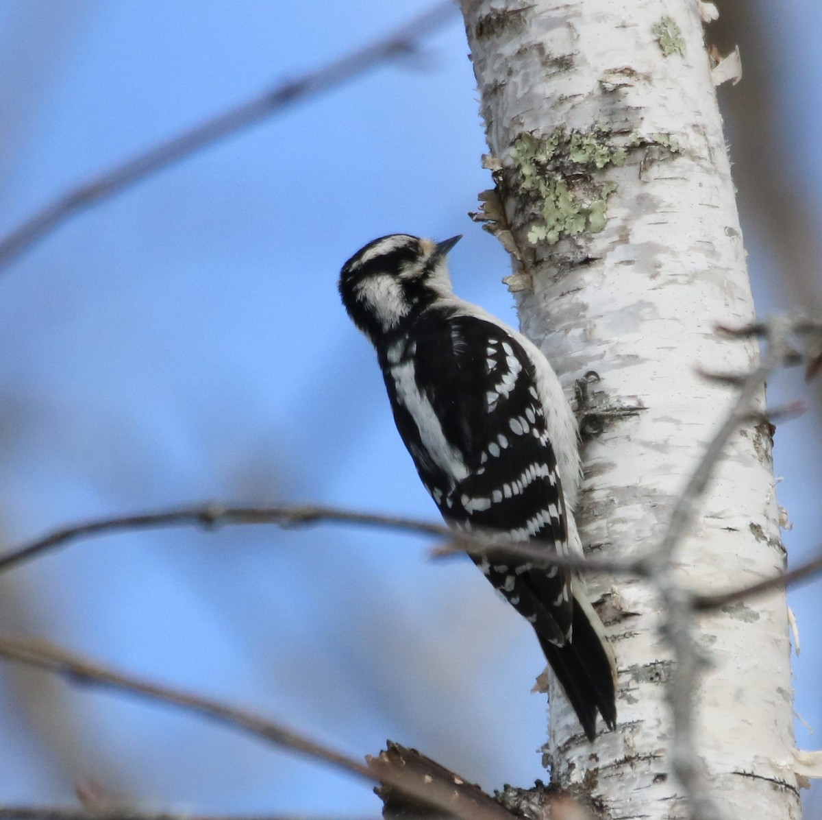 Downy Woodpecker - ML546856441