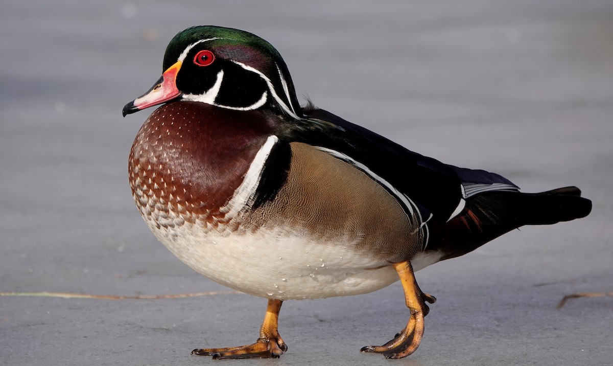 Wood Duck - Connor Goff