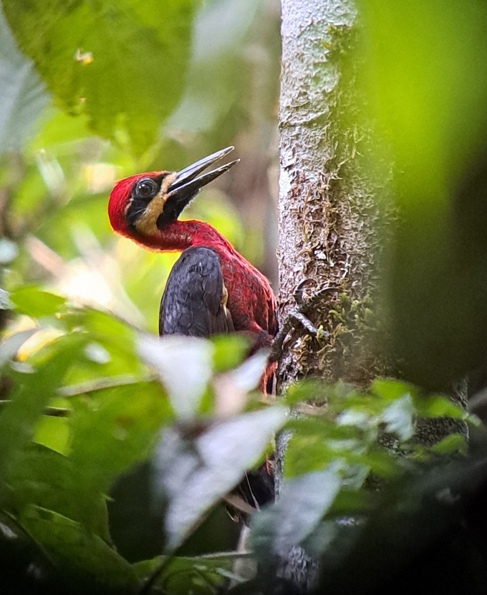 Crimson-bellied Woodpecker - Tino Sanchez