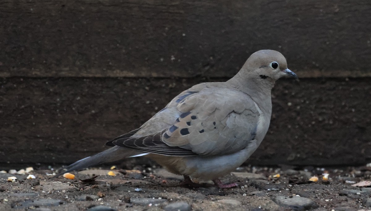 Mourning Dove - ML546857751