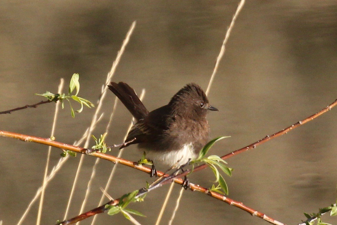 Black Phoebe - ML54685791